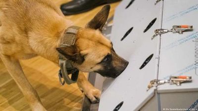Estudio: los perros pueden detectar el coronavirus en orina, sudor y saliva