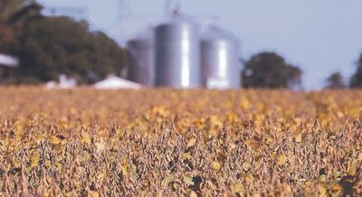 Plantas aceiteras procesaron 15,5% menos de granos hasta julio