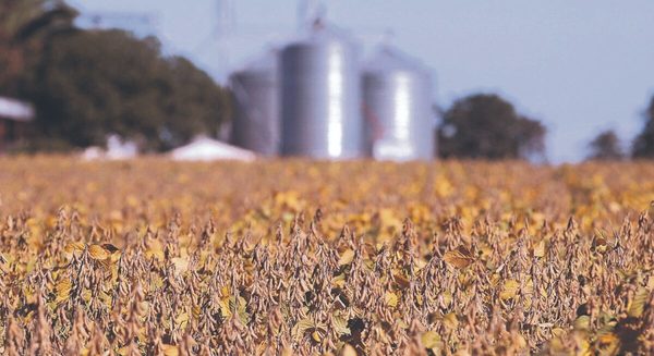 Plantas aceiteras procesaron 15,5% menos de granos hasta julio