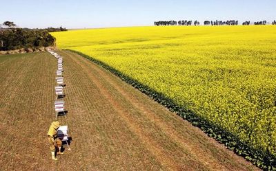La apicultura y la agricultura juntas - ABC Rural - ABC Color