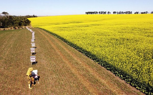 La apicultura y la agricultura juntas - ABC Rural - ABC Color