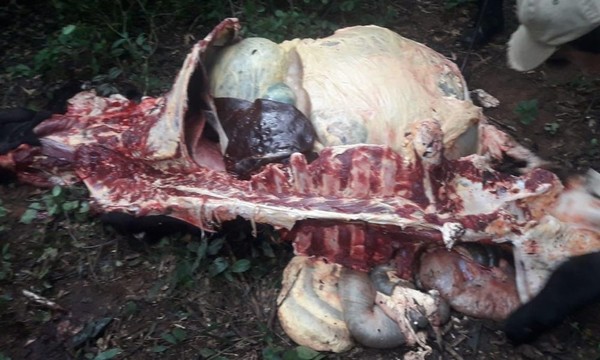 Abigeos faenan vaca de una estancia de Coronel Oviedo - OviedoPress