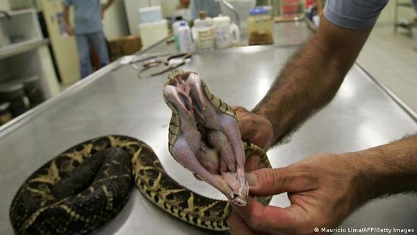 Brasil: identifican sustancia de serpiente capaz de impedir reproducción del Covid - ADN Digital