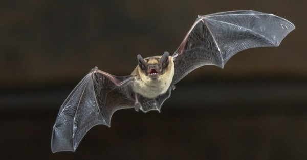 El trágico final de un murciélago que batió un récord al volar de Reino Unido a Rusia: un gato lo mató de un zarpazo - SNT