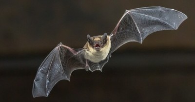 El trágico final de un murciélago que batió un récord al volar de Reino Unido a Rusia: un gato lo mató de un zarpazo - C9N