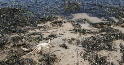 La Nación / El Mar Menor español se muere ahogado por los nitratos
