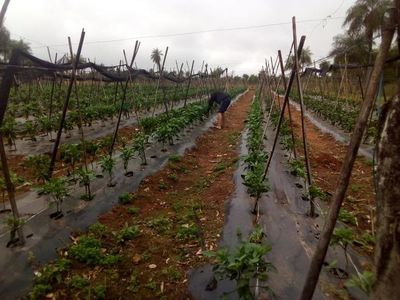 En Paraguarí la llovizna aplacó solo el calor, pero no la sequía - Nacionales - ABC Color