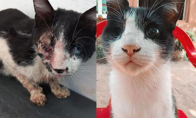 La historia de Roque, el gato rescatado en Coronel Oviedo - OviedoPress