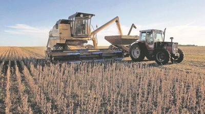 Destacan a la soja paraguaya como una de las más proteicas del mundo