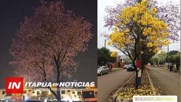 CONCURSO “FOTOGRAFÍA TU LAPACHO” DEL CONCEJAL EDUARDO FLORENTIN.