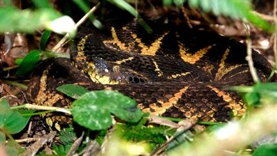 En Paraguay se halla la serpiente cuyo veneno es capaz de inhibir la reproducción del COVID | Ñanduti