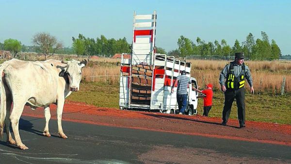 Policía Caminera ya "sacó de circulación" a 29 animales