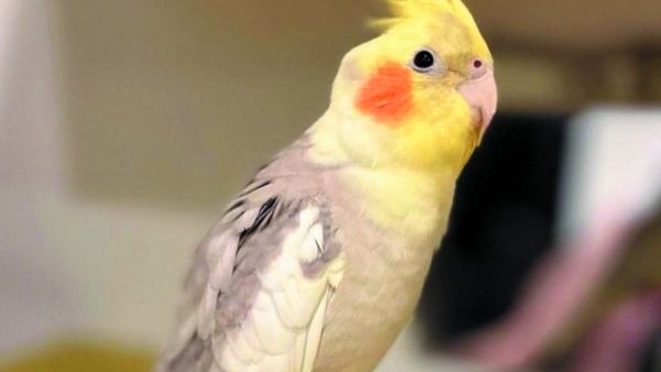 Niños hallan un pajarito y reciben una recompensa