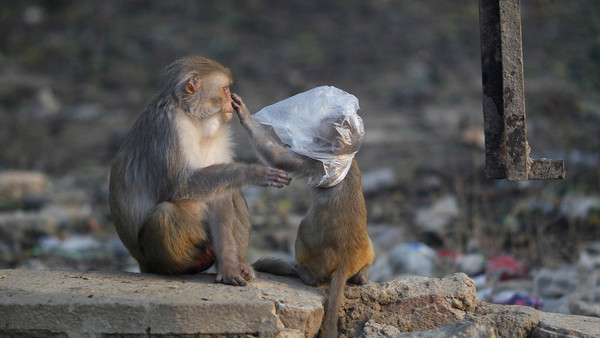 ¡Hasta los animales saben! Así fue como un mono se puso un tapabocas (Video)