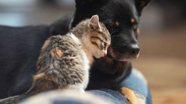 Reino Unido dispuesto a evacuar a perros y gatos de Kabul