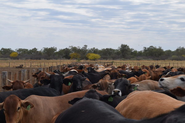 Frigoríficos exportadores marcan suba de precio para las haciendas gordas