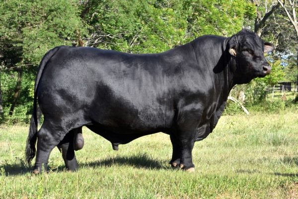 El Rodeo vende Brangus de alto valor genético de Pukavy, en feria élite “El reencuentro”