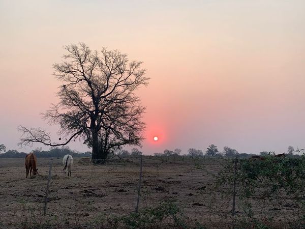 Leves lluvias traen alivio en el Chaco Central pero aún es insuficiente - Nacionales - ABC Color