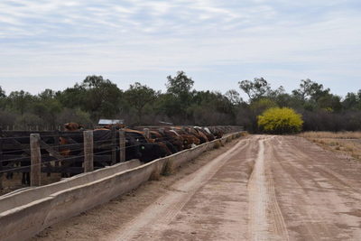 Brasil: prevén alza de animales confinados en Mato Grosso para 2021