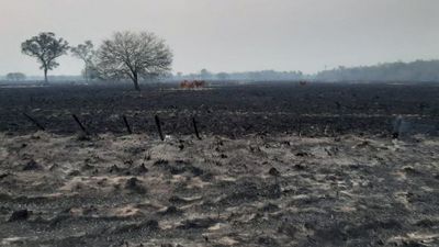 Ganaderos analizan  daños que dejaron los incendios