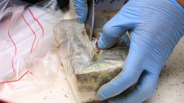Siendo principal productor, Paraguay ahora importa marihuana de EEUU