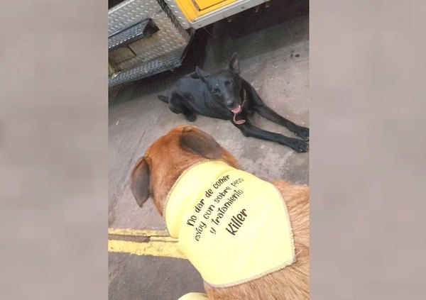 Crónica / El perro más famoso de Trinidad está a dieta