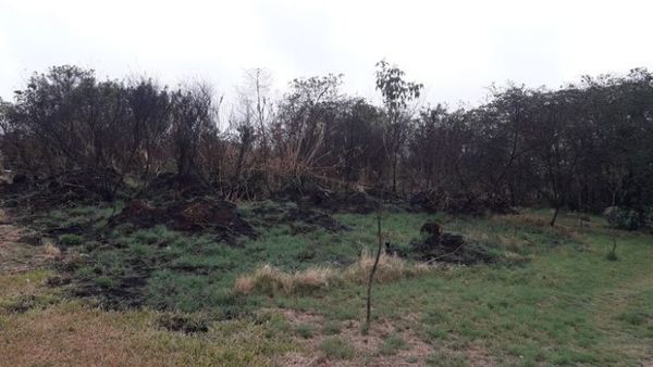 Lluvias sofocan últimos focos de incendio en Parque Nacional Cerro Corá