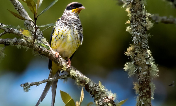 El Guyra Jetapa se encuentra en peligro de extinción en el área de influencia de Transchaco - OviedoPress