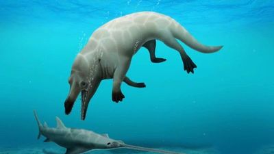 Hallan un fósil de una ballena de cuatro patas en Egipto