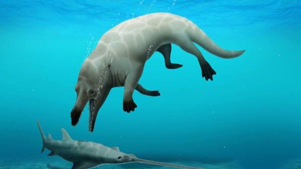 Hallan un fósil de una ballena de cuatro patas en Egipto
