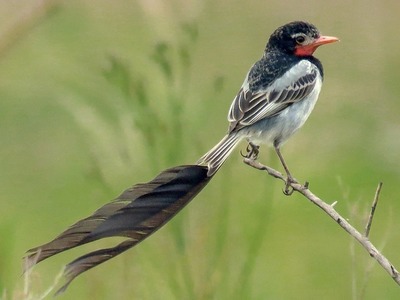 Avistan ave en peligro de extinción en área de influencia de la Transchaco - El Trueno