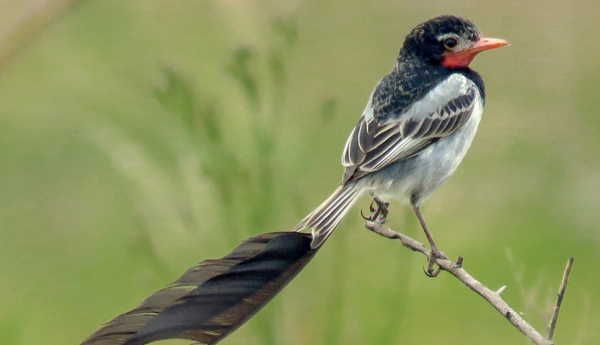 Avistan ave en peligro de extinción en el área de influencia de la Transchaco