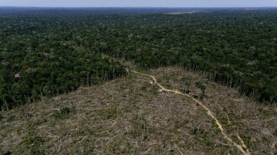Diario HOY | Brasil desforestó en últimos 36 años un área equivalente al doble de Paraguay