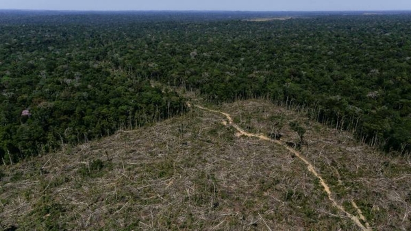Diario HOY | Brasil desforestó en últimos 36 años un área equivalente al doble de Paraguay