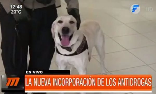 "Sora", la nueva incorporación de los antidrogas | Telefuturo