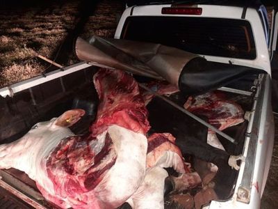 Tras persecución, abigeos abandonan camioneta cargada con carne vacuna en Capitán Bado