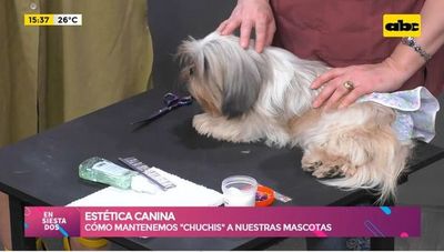 Estética canina: Cómo mantenemos chichis a nuestras mascotas - Ensiestados - ABC Color