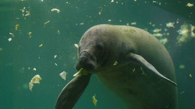 Manatíes estrenan hogar artificial en un zoológico de México