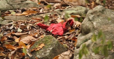 La Nación / Niña desaparecida en Emboscada: sangre hallada en Monte Pacará podría ser de la pequeña