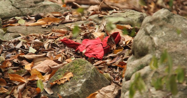 La Nación / Niña desaparecida en Emboscada: sangre hallada en Monte Pacará podría ser de la pequeña