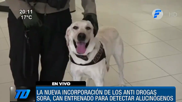 Sora, el nuevo refuerzo de la Senad