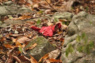 Niña desaparecida en Emboscada: sangre hallada en Monte Pacará podría ser de la pequeña
