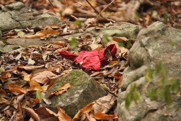 Niña desaparecida en Emboscada: sangre hallada en Monte Pacará podría ser de la pequeña
