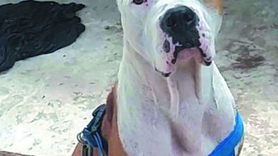 Sacrificaron a pitbull por atacar a su dueña