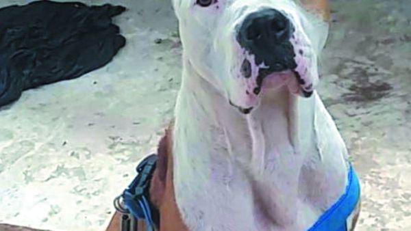 Sacrificaron a pitbull por atacar a su dueña