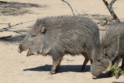 Chaco seco, una región realmente silvestre