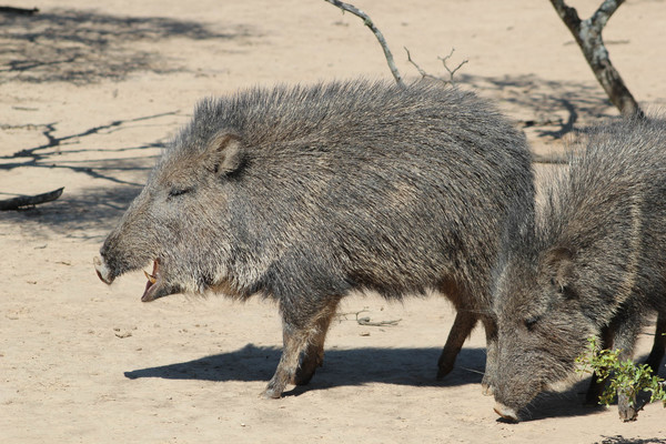 Chaco seco, una región realmente silvestre