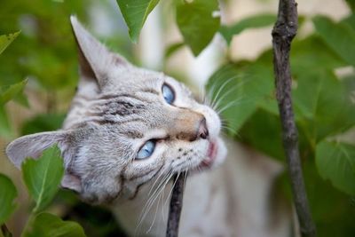 EVITE ENVENENAMIENTO DE SUS MASCOTAS: ¡CUIDADO CON LOS INSECTICIDAS!