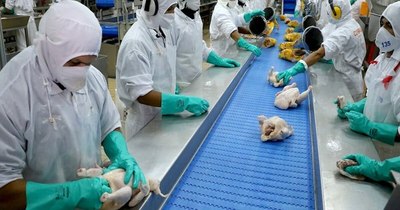 La Nación / Destacan el potencial de la industria avícola en Paraguay