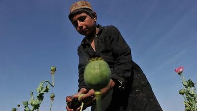 Prohibir o ampliar la producción de heroína, una encrucijada para los talibanes